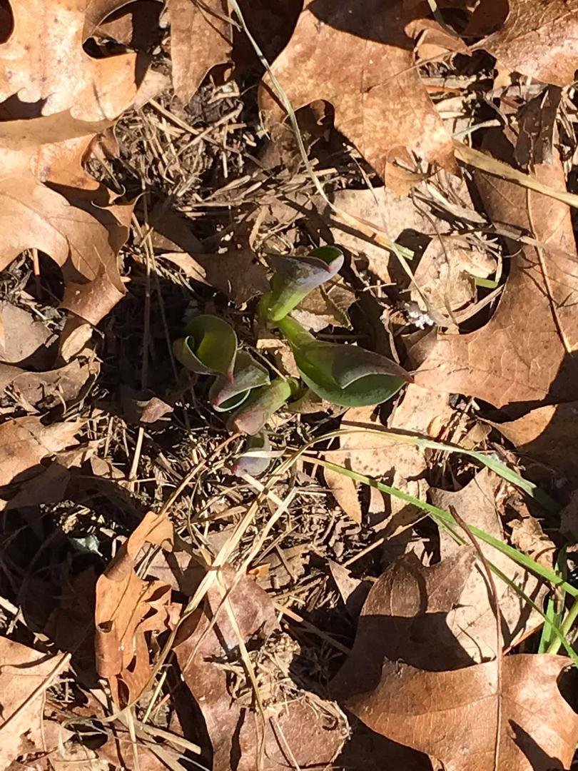 Went for a walk and see my tulips are starting to come up. Yeah