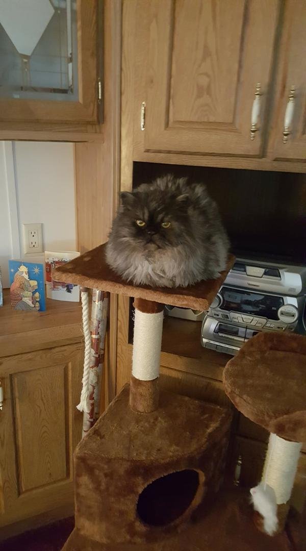 Dusty likes his new tree house.