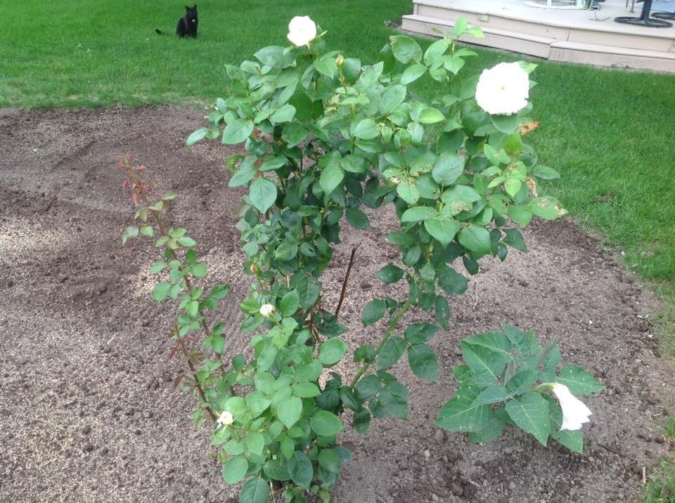 Will remove Rose bush when done blooming . Transplanted the other two.