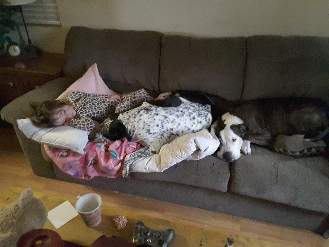 Cozy giraffe princess and attendants.