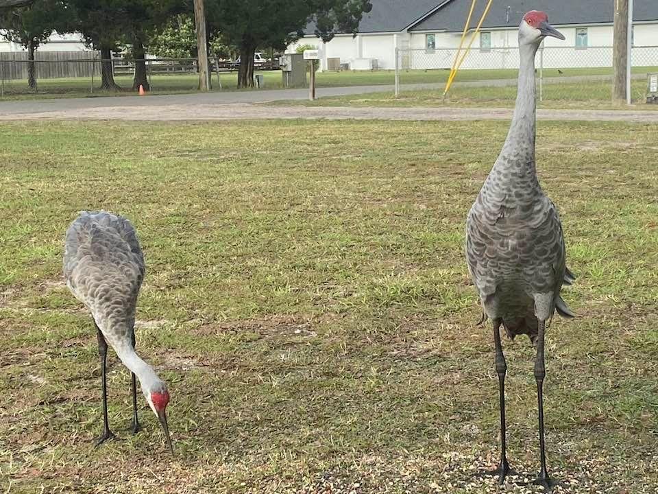 My friends stopped by today to say hello!🇺🇸👍🙏❤️😂