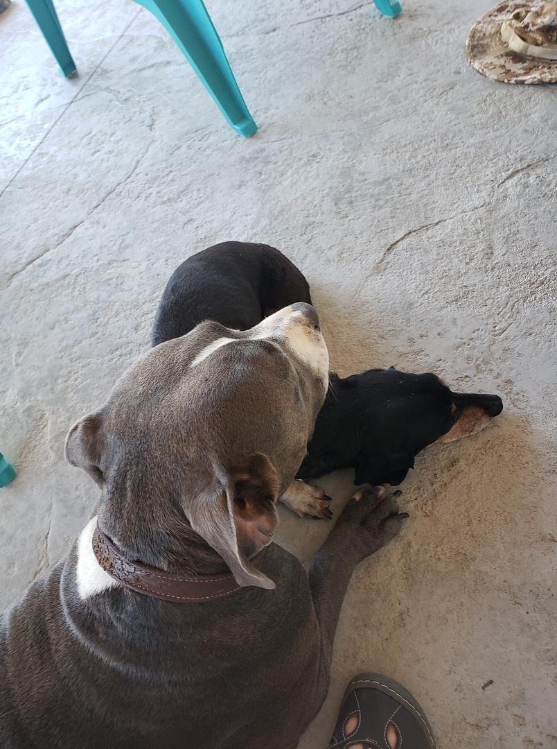 Miss Zoey protecting Beau..
