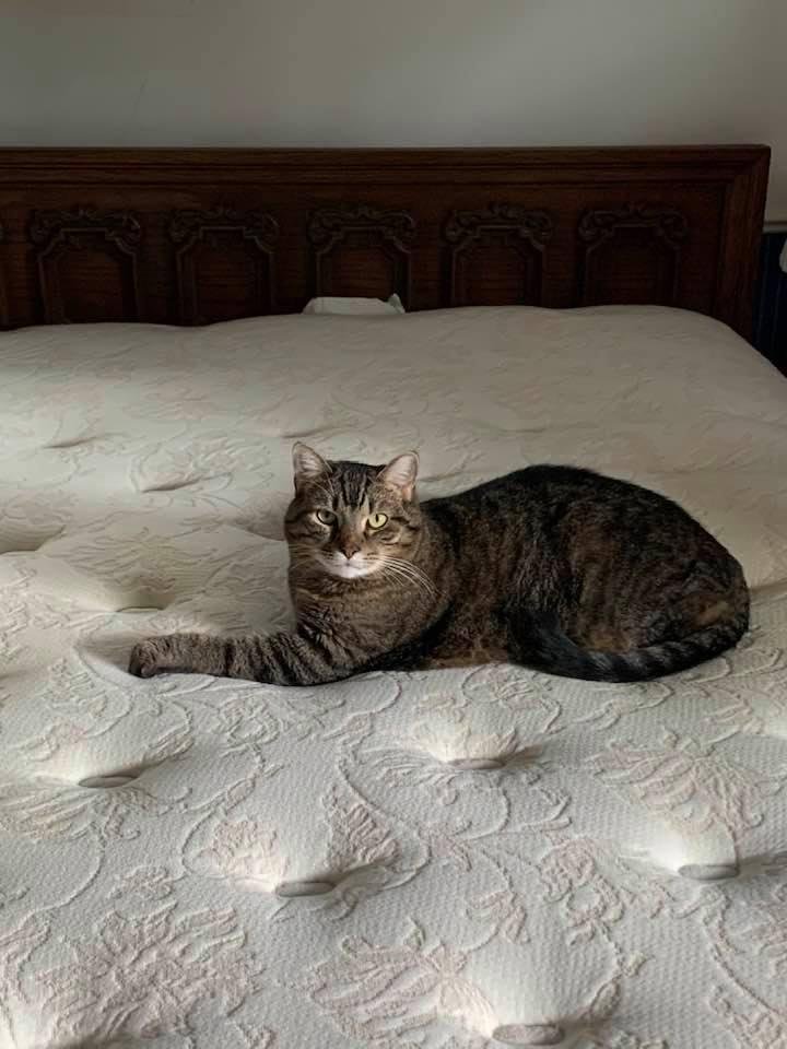 Got a new mattress. Moved the old one into the spare bedroom. I guess he thinks the old mattress is his bed.