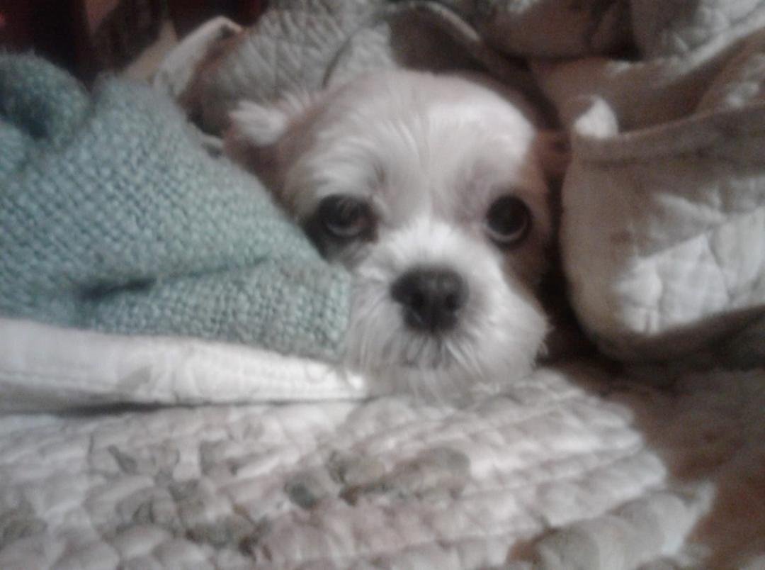 My little Bella playing hide and seek.