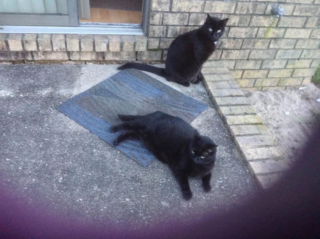 These are my National Pets