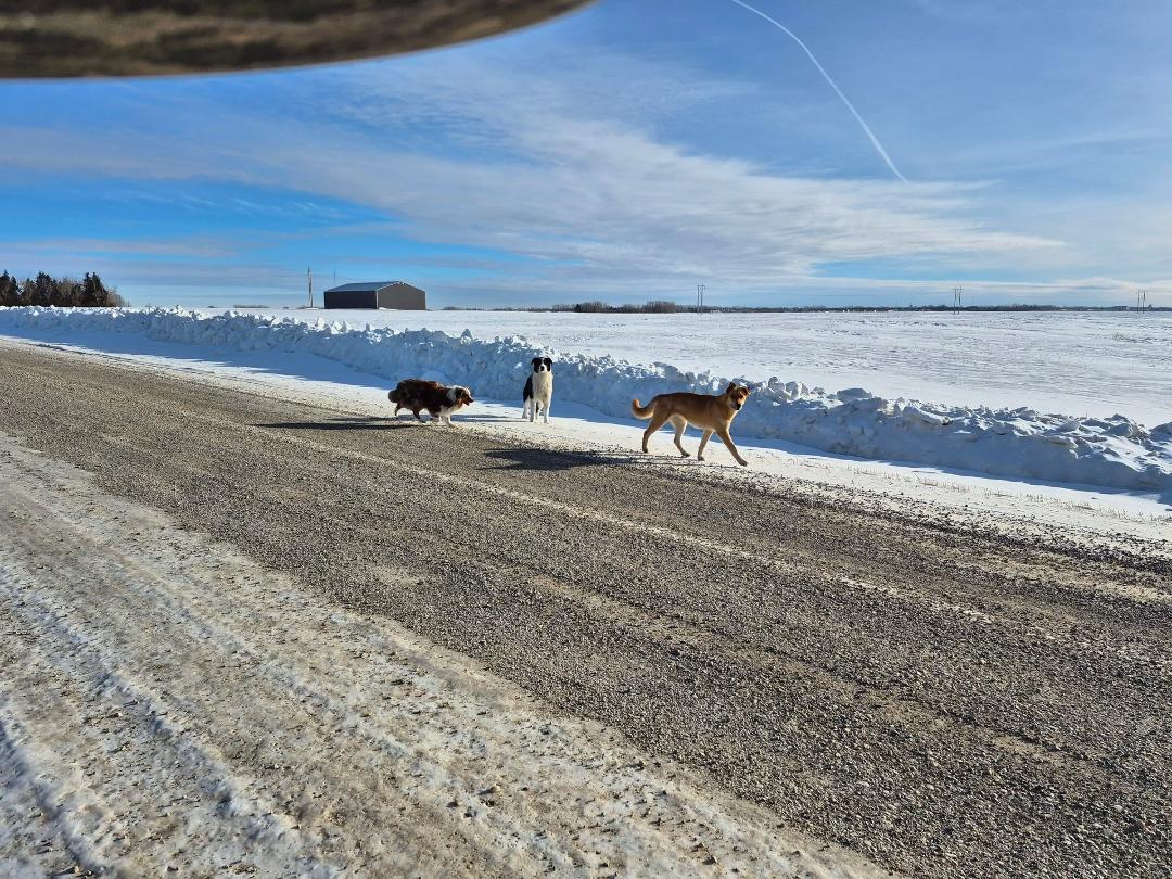 These critters are running loose . Saw then at RR20 & TWP 332