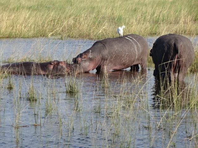This is on the Zambesi next to Chobe National Park