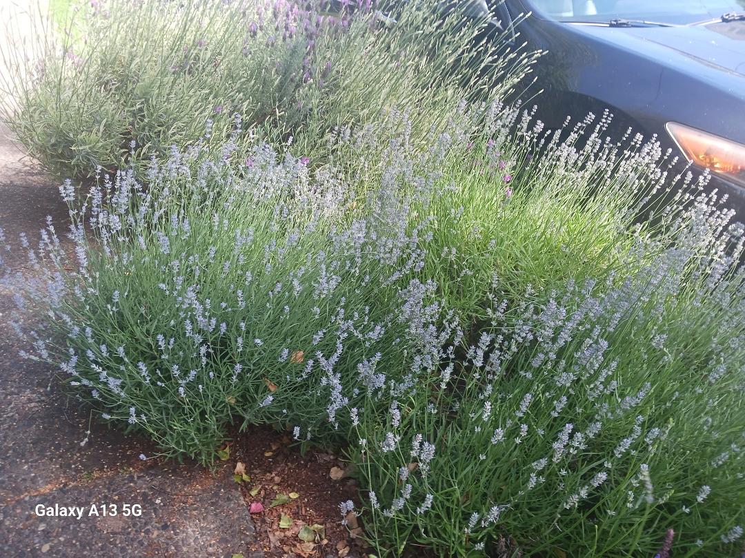 I always see photos of large flowers, so how about the gresses flowers.
