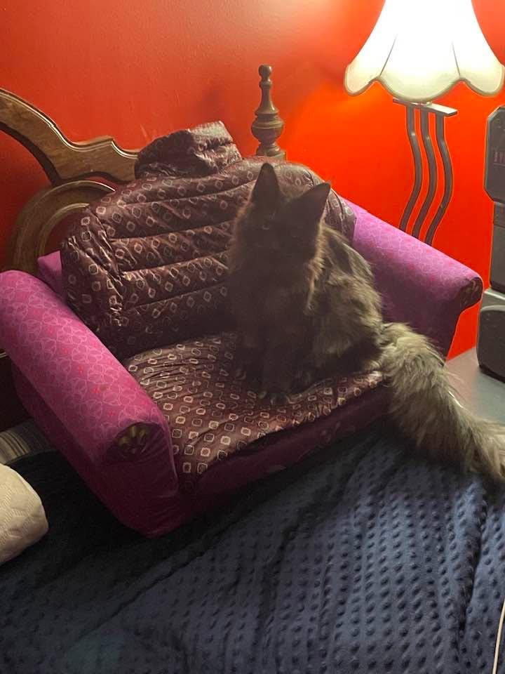 Yup; Isa likes her own couch. I’m thinking she (just like Penelope) knows the difference between polyester and real goose down fill.