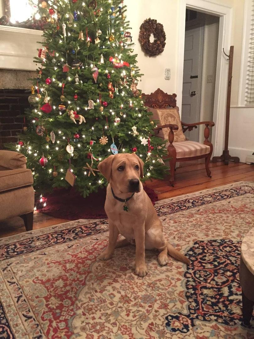 Happy Holidays Gus at 7 months