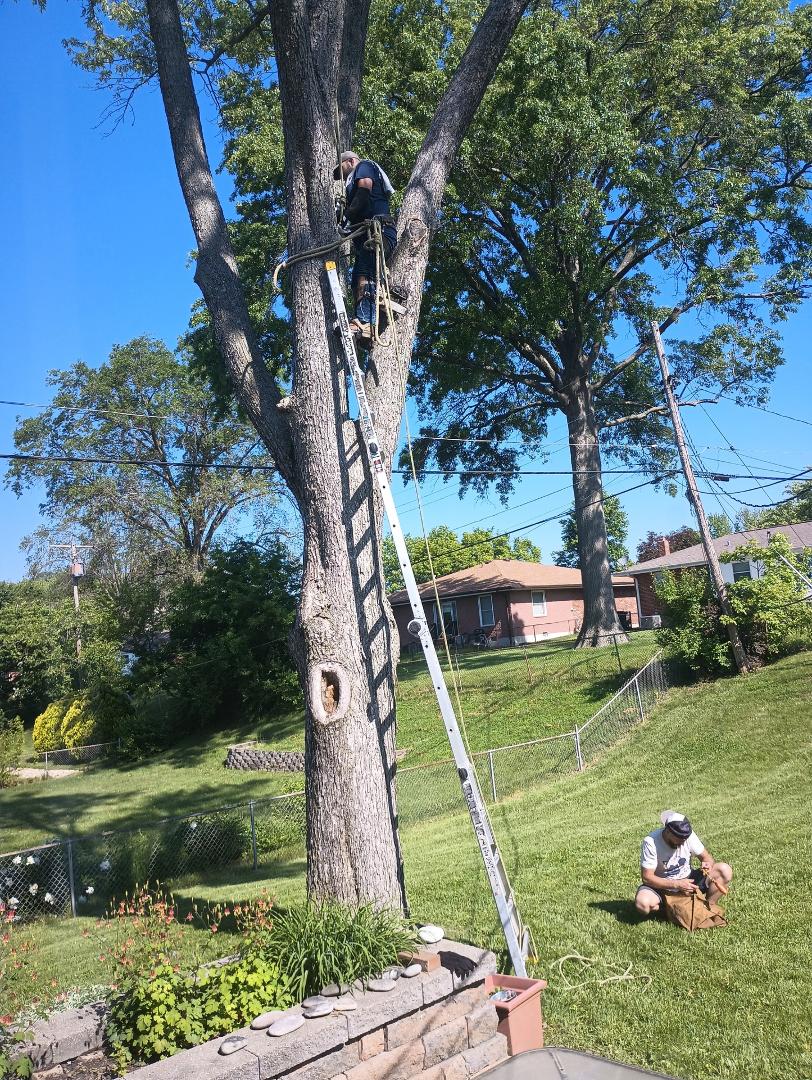 So long fair tree
You once gave shade
Then you got old
And trouble made.
Your limbs fell off
And caused us pain,
You won't be doing
That again.
But still in all
We'll miss you friend.
And you'll feel chipper
In the end.