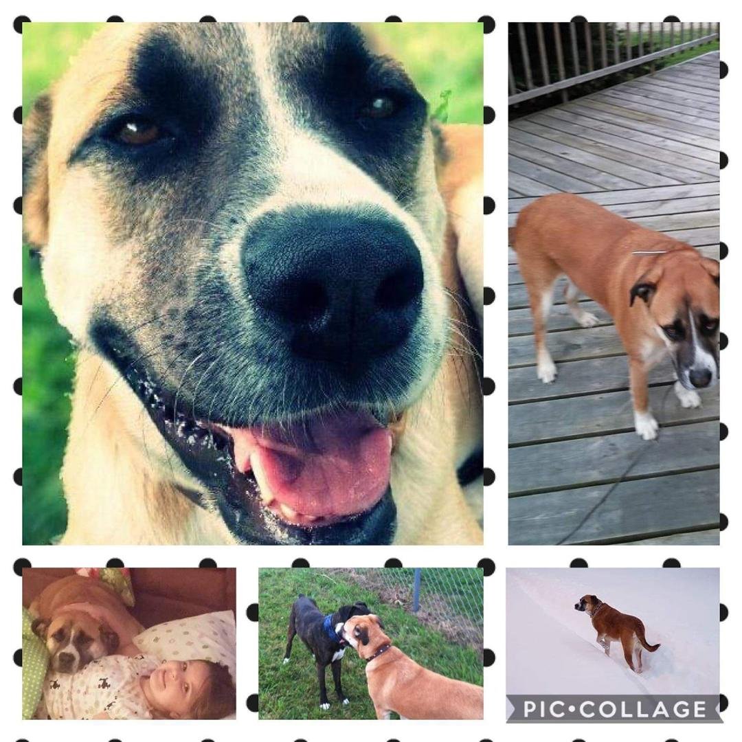Today we said goodbye to our fur baby Sarah. I got her from the Anna shelter when she was a year old. She was 9 1/2 when she was diagnosed with lymphoma. It spread rather quickly and caught us by surprise. She was by far no
