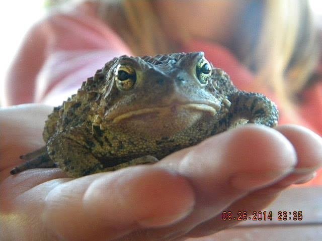 the latest toad. catch and release