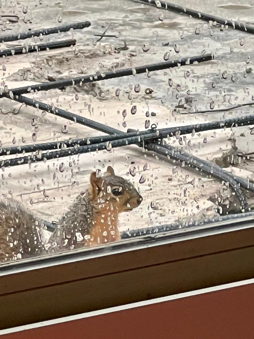 Hey Jack, it's raining, can I come in?