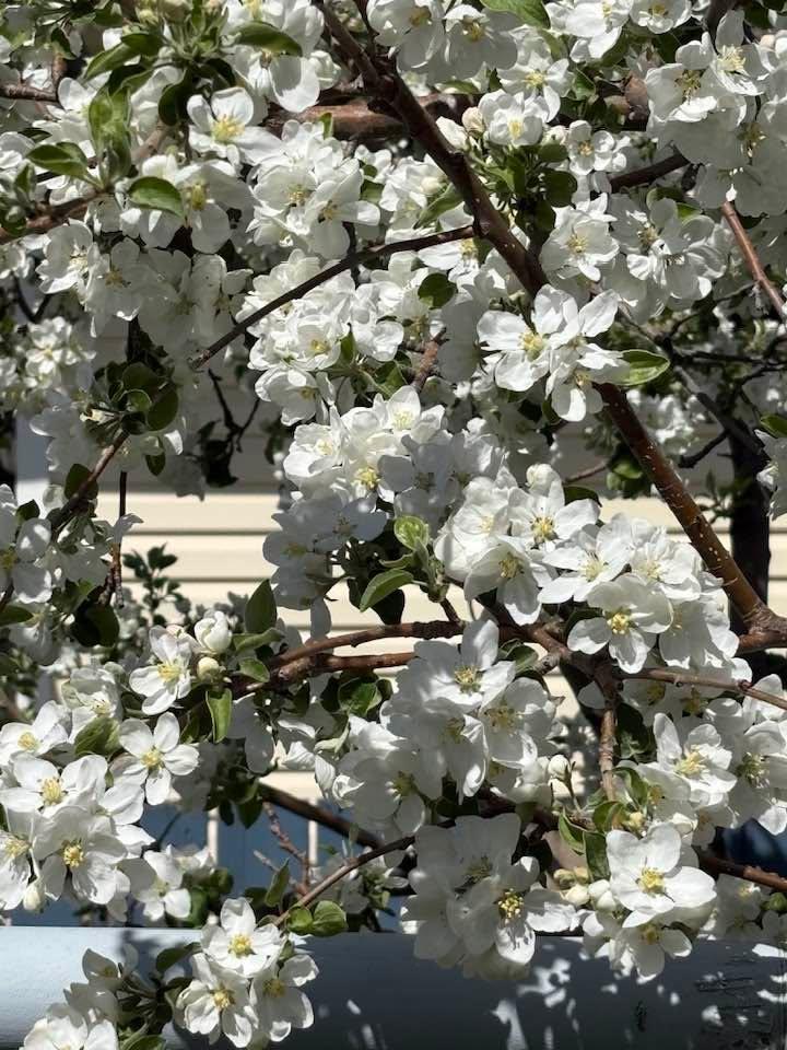 After nothing much happening, my apple tree is covered in blooms