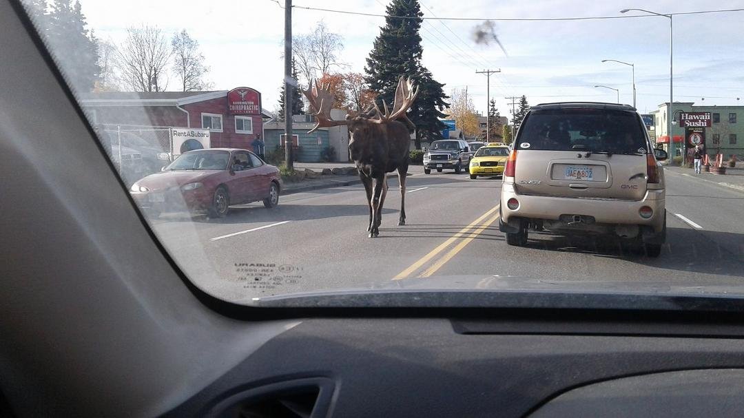 see what I saw walking on the road the other day.