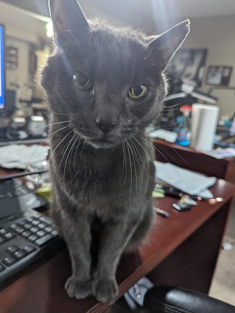 Elvis is helping me work today