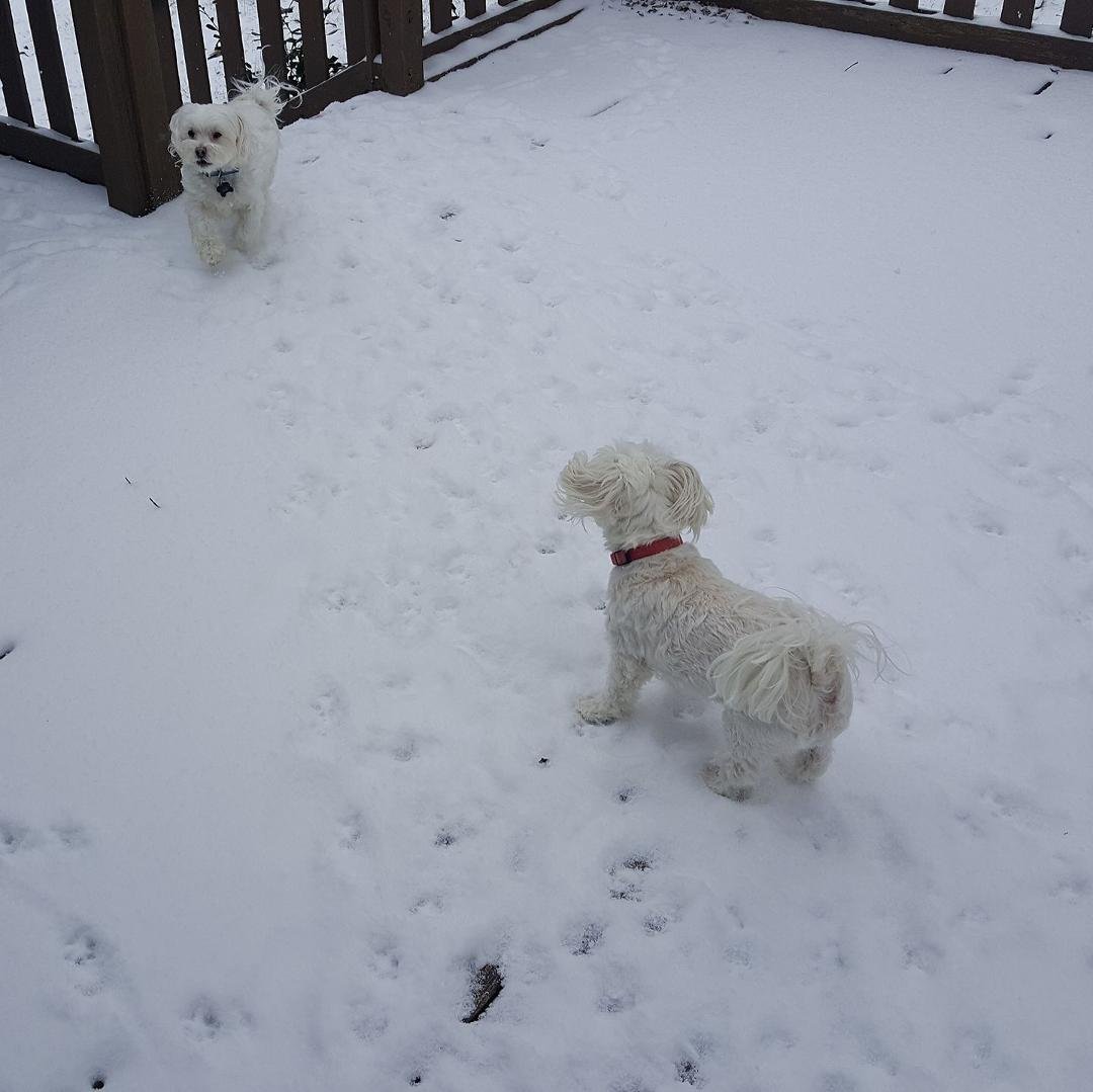 Still snowing in Kingsport.
Puppies having fun!