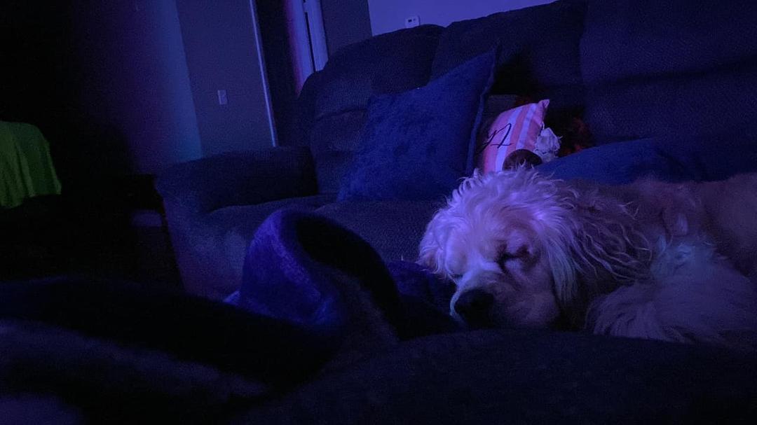 My tv buddy is sleeping