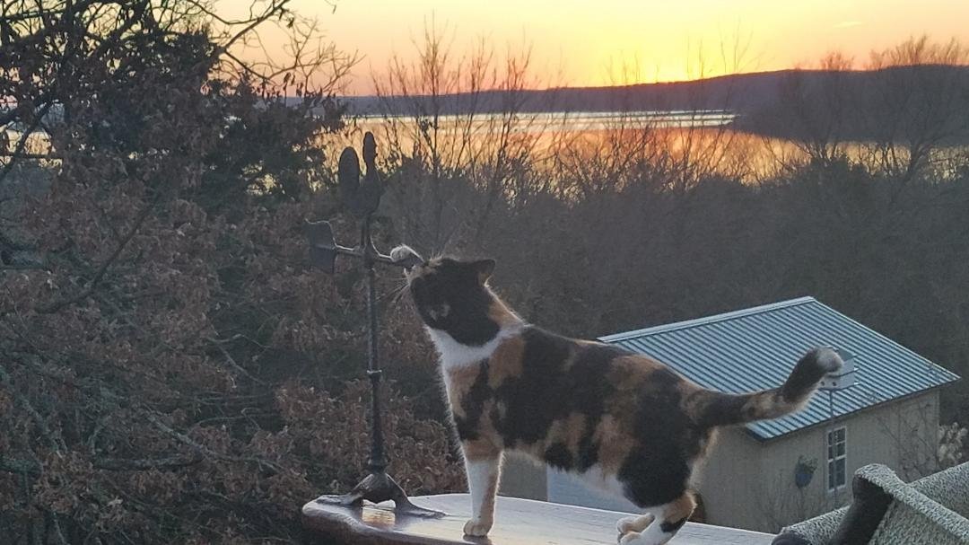 My shadow checking out my guard Rooster...lol