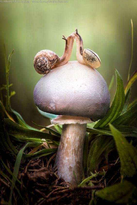 Happy "Valentine's Day".......ah, the mushroom of love!