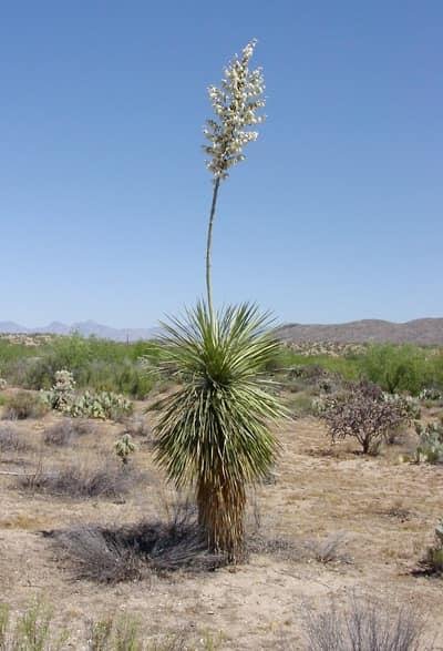 You all know how all these cacti got their name?"
Well, when the first Native American tried the water from them, he exclaimed 'Yucca!'"
Yucca was a very important plant for the Ancestral Pueblo people because of its diver