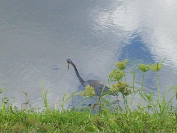 Tricolored Heron- Viera Wetlands 9/17/09