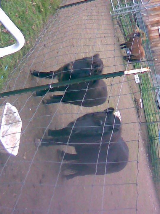 More of Ginny's babies