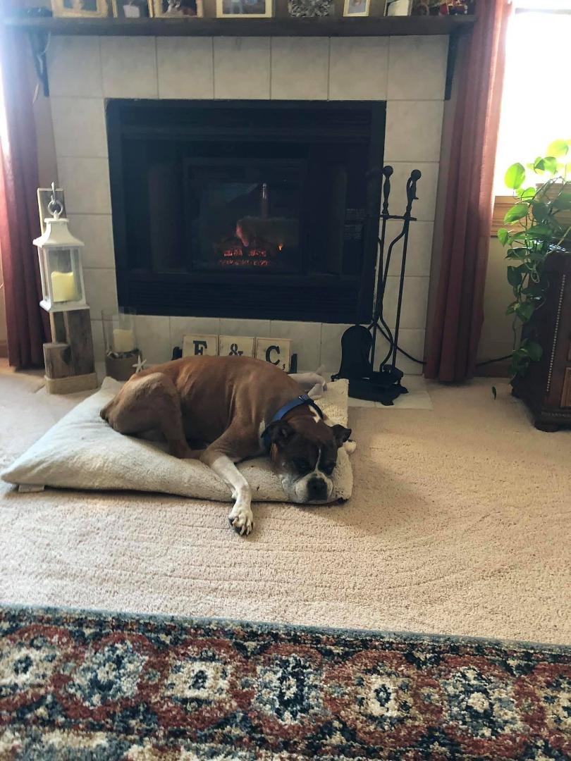 Furio Giunta opined......
Two Days of partying after my 11TH Birthday, Eating Steak 🥩. I’m Pooped in more ways than one.