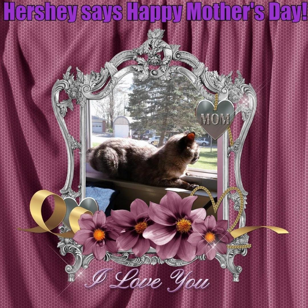 My cat Hershey Kisses wishes all the Mother's a Happy Mother's Day!