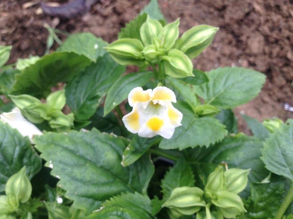 I bought this flower today at Home Depot. Even their nursery manager doesn't know what it is. It came in lots of colors. Does anyone recognize it?