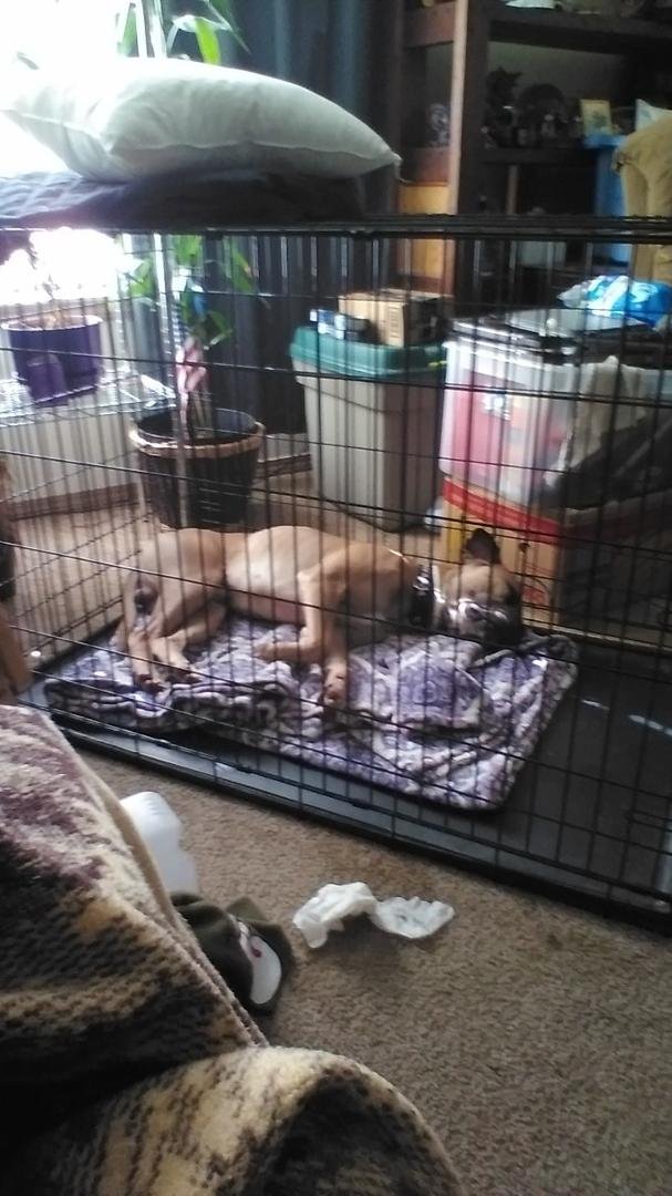 So brody had his first play date, the other dog is about 6mo old and a little smaller. Brody did very well, he likes to body slam and roll the other dog. ( He didn't hurt him) they had a blast. My friend winter calls him th