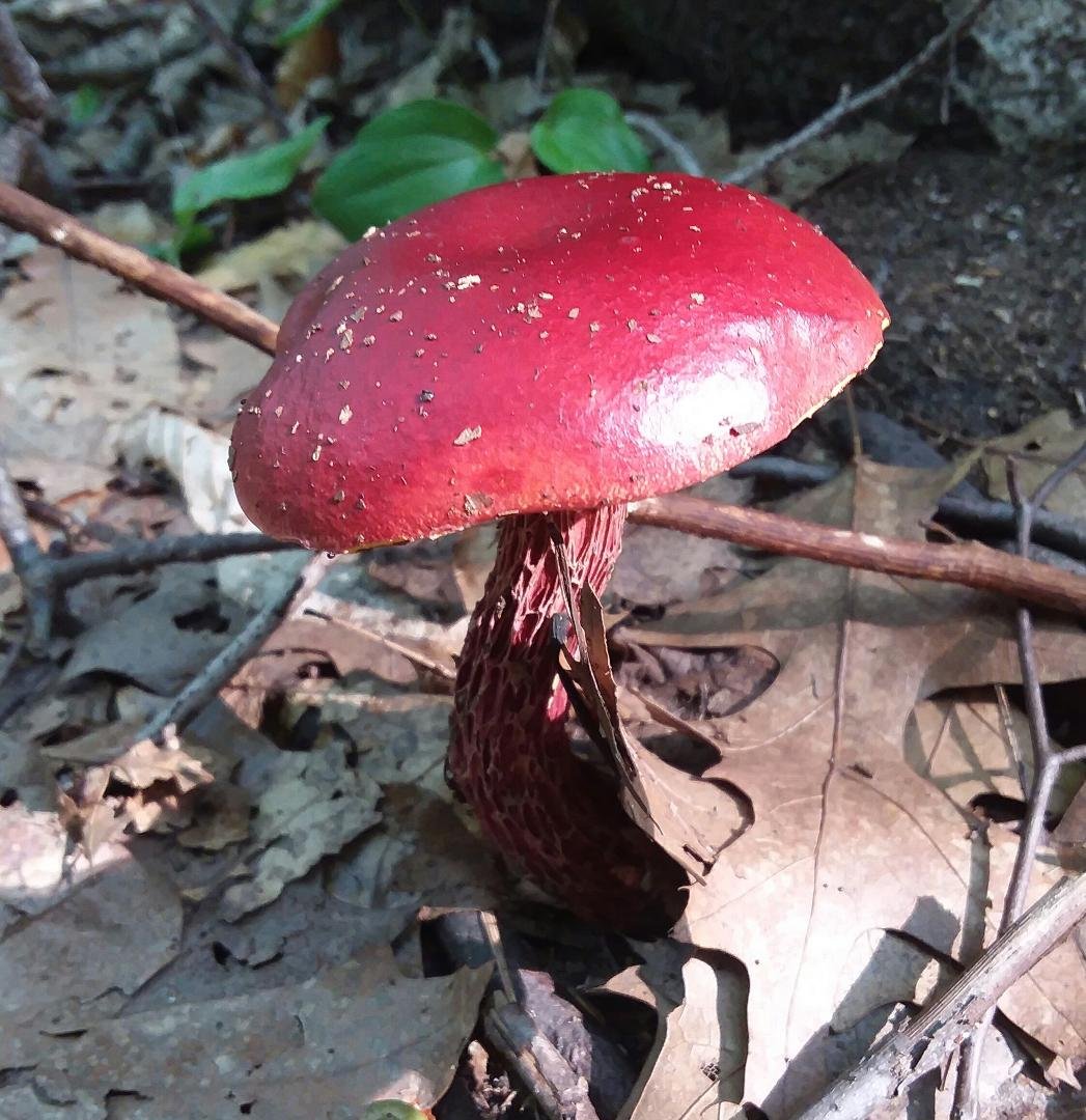 A little 'shroom spotted while walking in the woods while clearing my head of my workday...