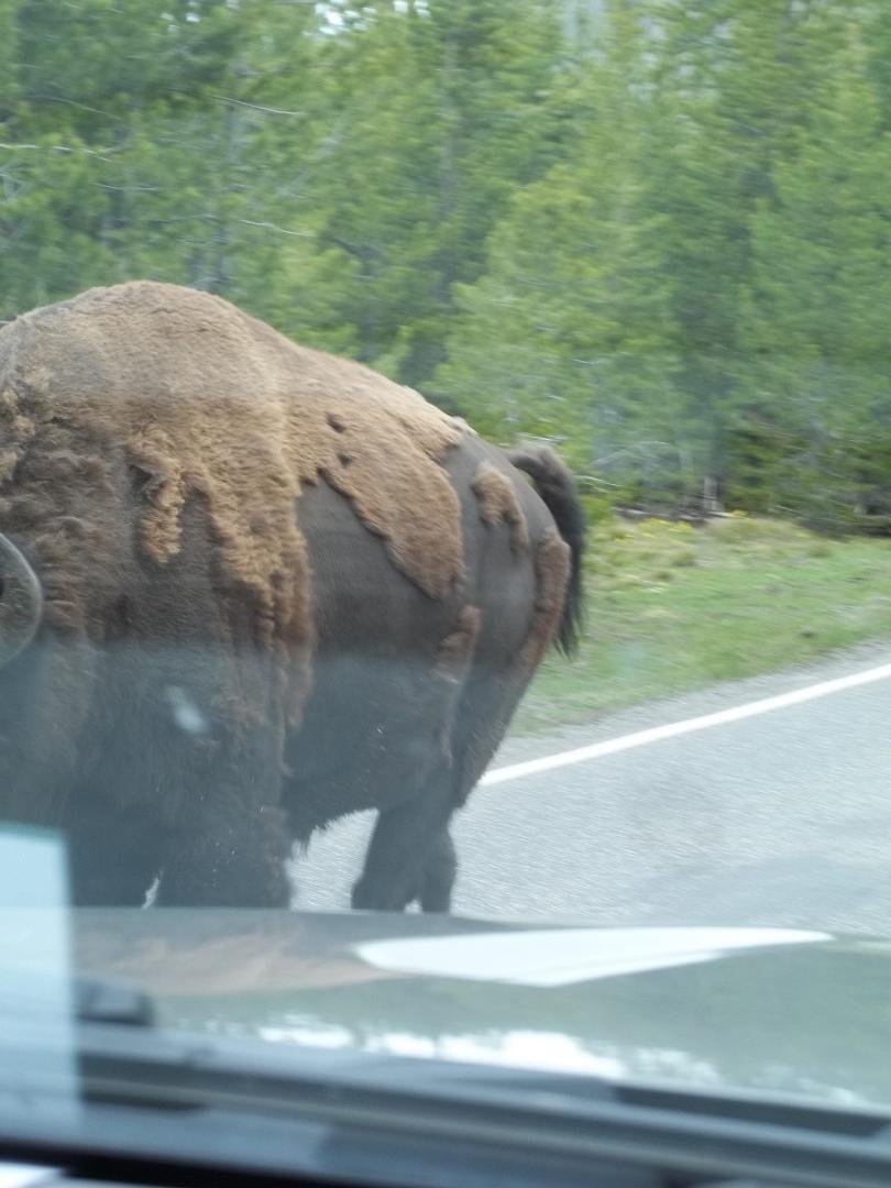 QUESS I SHOULD HAVE BOUGHT THAT BUFFALO INSURANCE!!!!!!!!!!