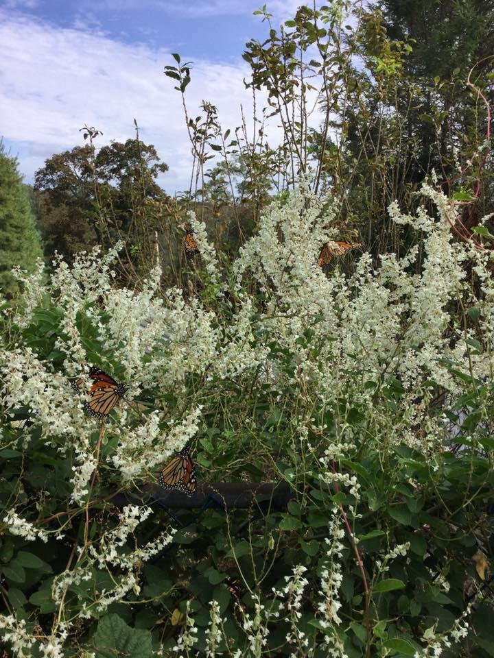Ok, it’s October 7th and it’s gorgeous out! I just took Gus for a walk and must have seen 25 Monarch butterflies! This is from our backyard where I can see 6 or 7 but 4 in one shot is so cool! #naturerocks!