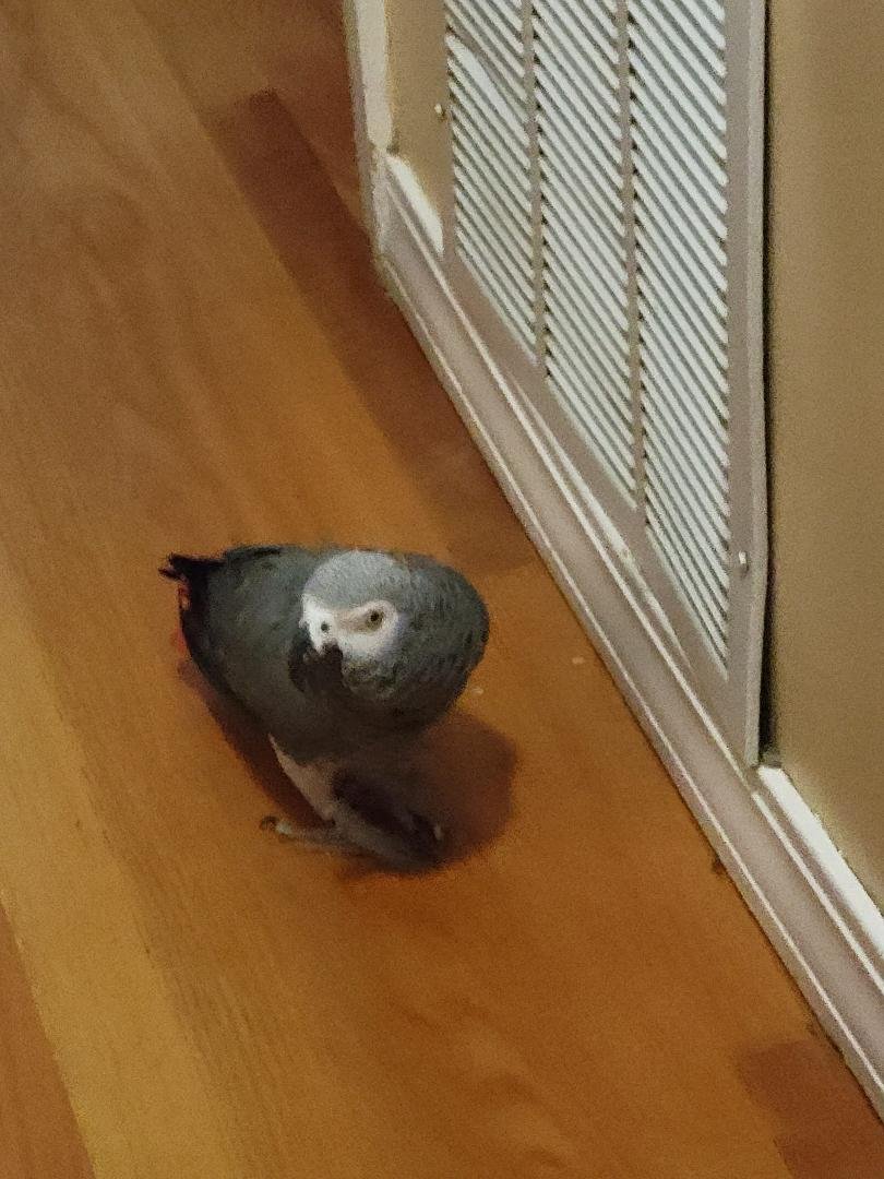 Bored bird, just strollin' about the house...