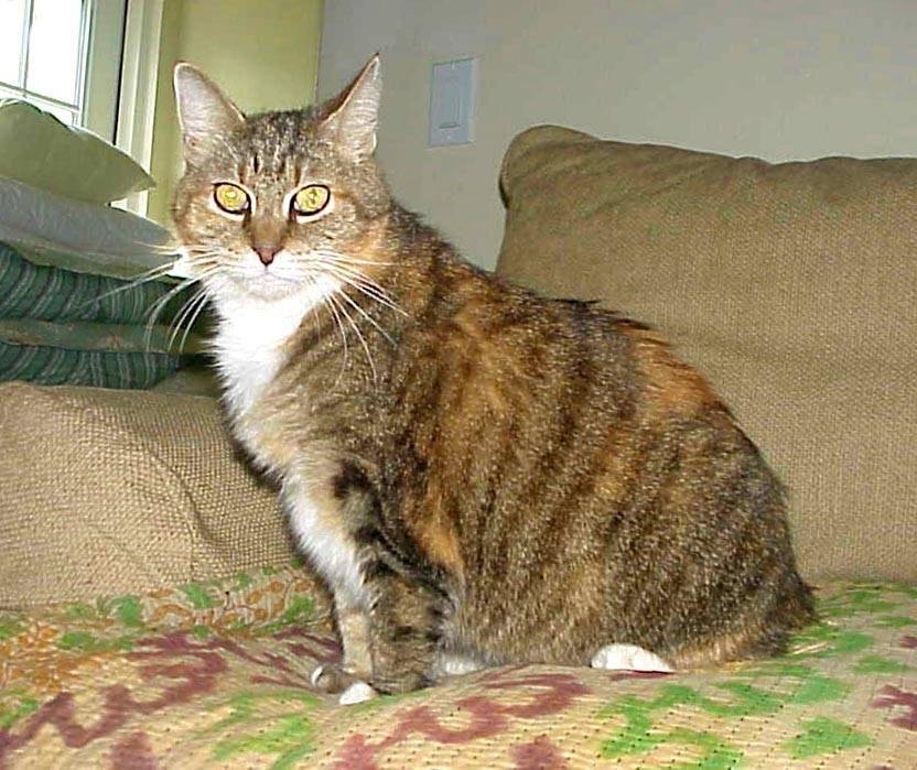 Our first foster experience: One of the local shelters reached out to us to see if we would foster Tiffany – a senior cat whose person went into an assisted living facility and could no longer care for her. We have had her