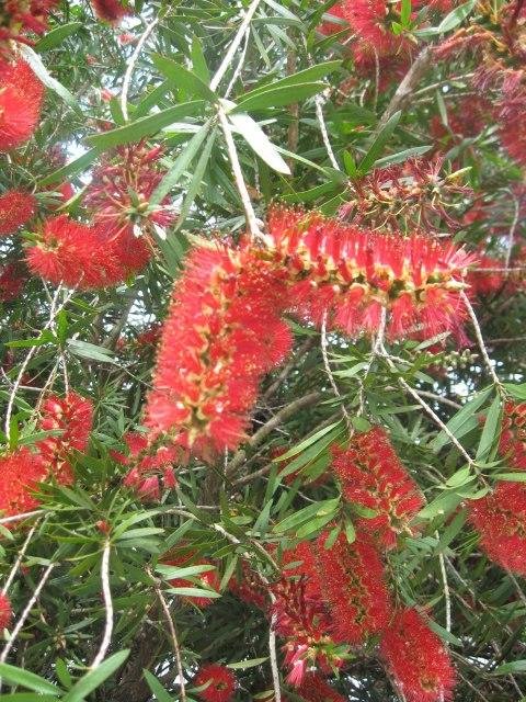 Bottle brush bush?