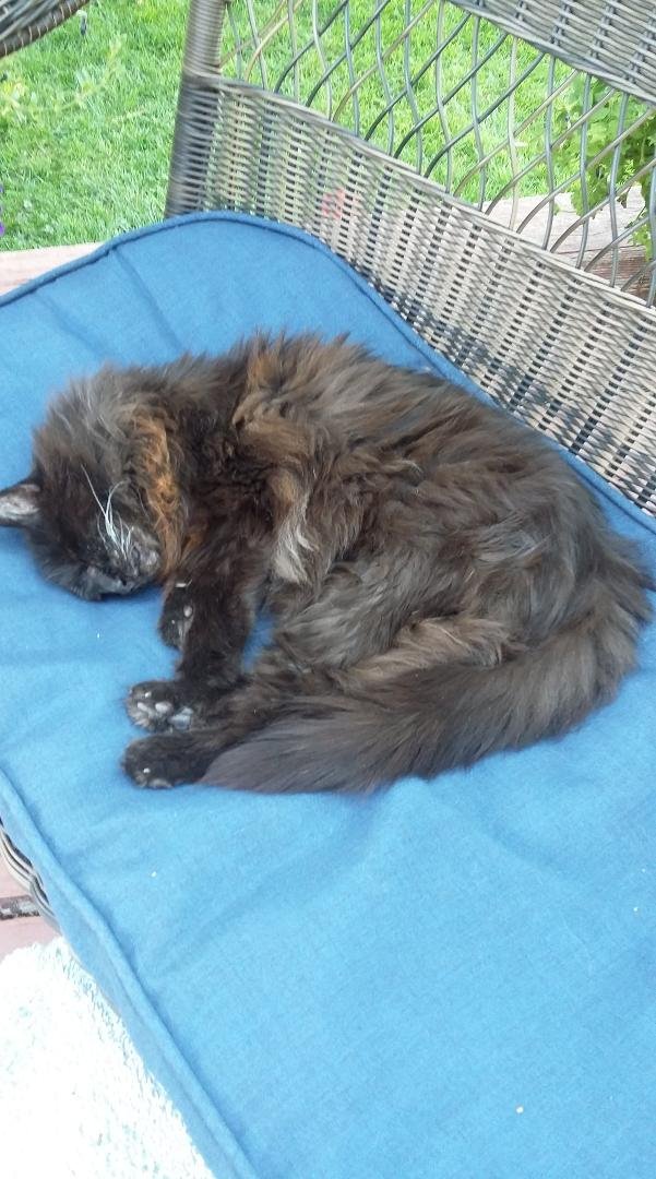 summer nap