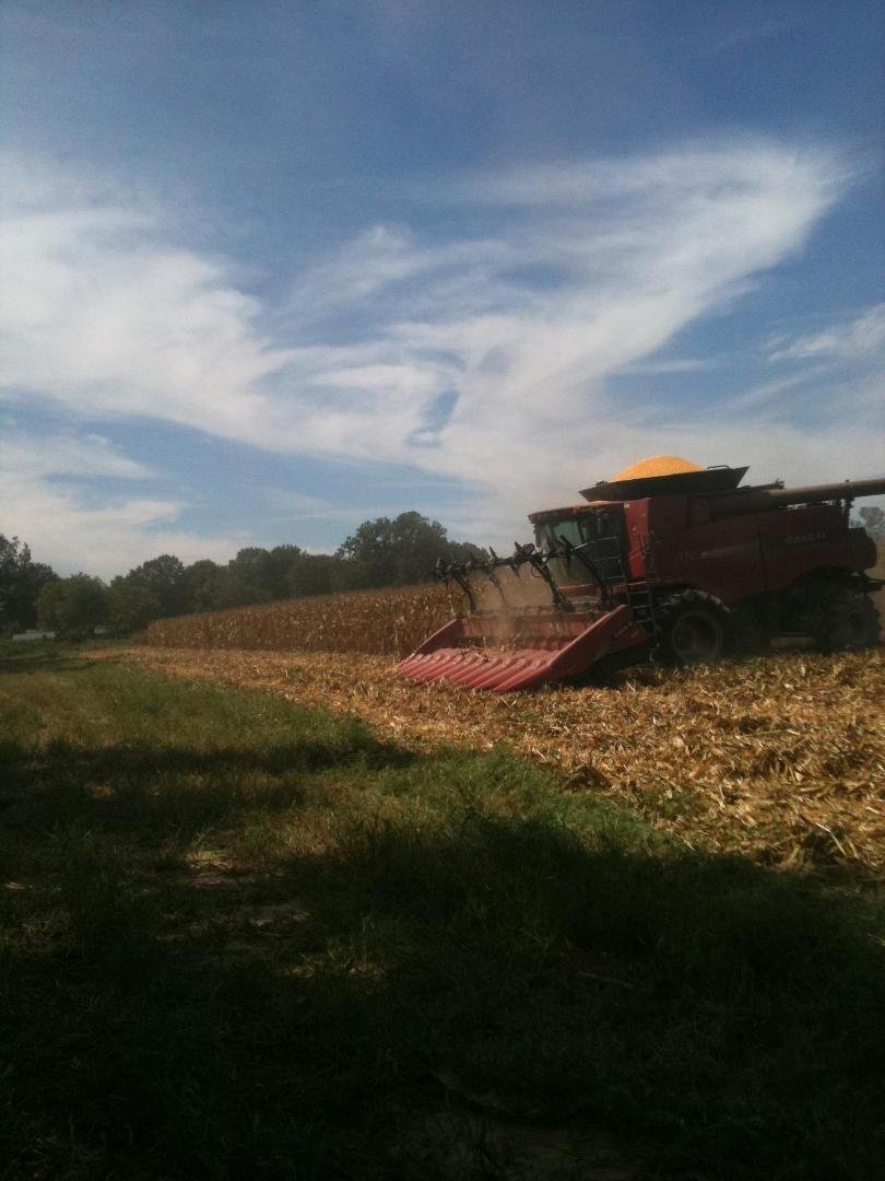 Jeff Mcdoniel cutting corn.