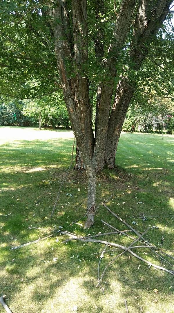 Lost half the tree lol