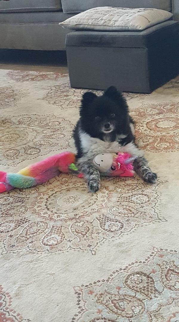 Unicorn is today's favorite toy.