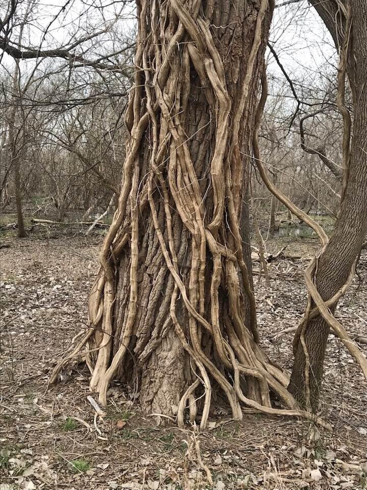 I had a great walk at the Fort Worth Nature Center