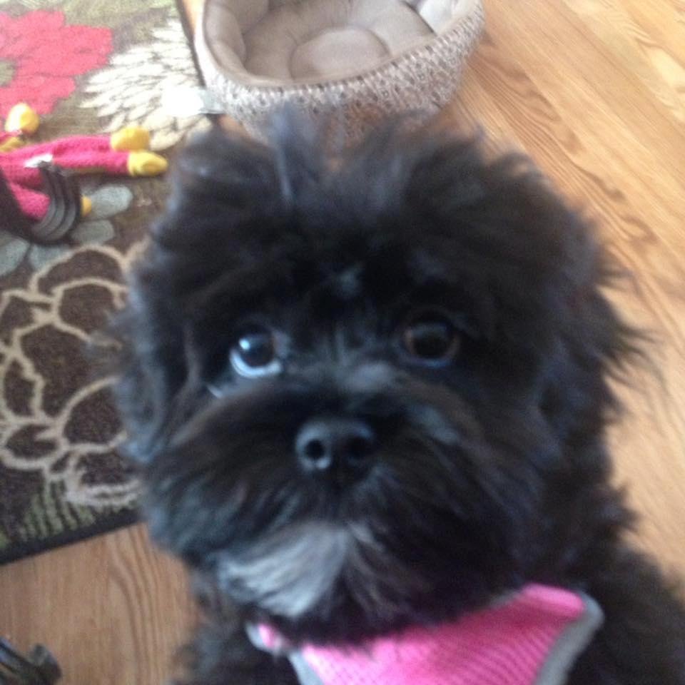 My cutie this is Bella she makes me laugh such a blessing