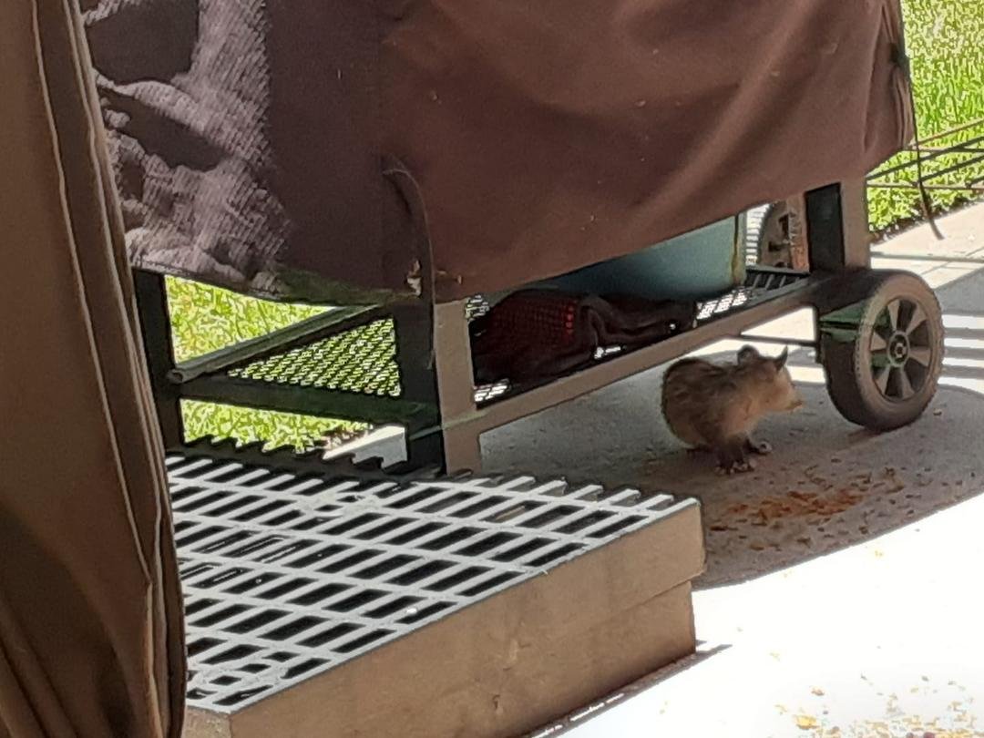 See my little visitor?