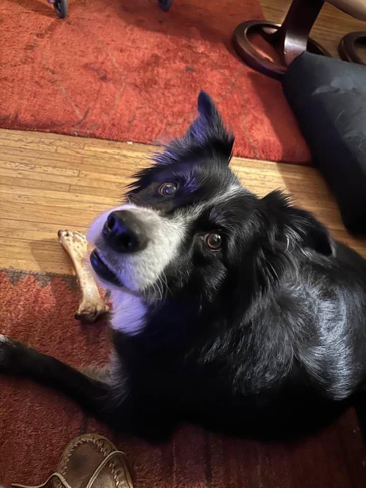 I feel so much better after my grooming.