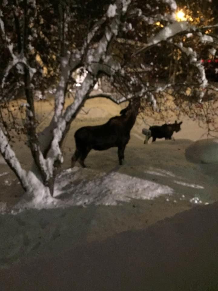 In my front yard right now