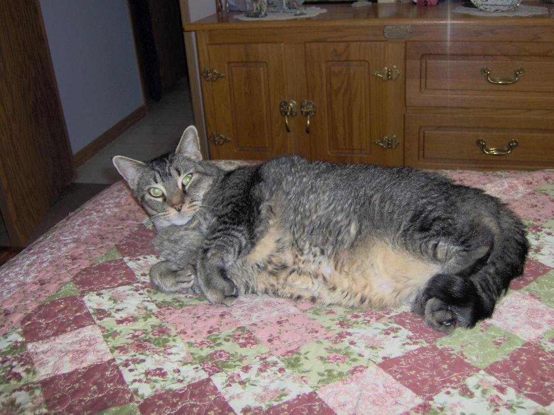Squeak is 12 years old this month, so big & lazy now