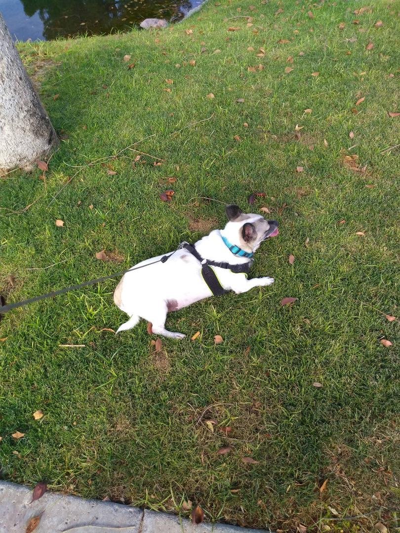 Max wants a walk. It's 98 degrees
.