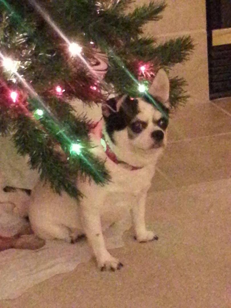 Where is my Xmas present?